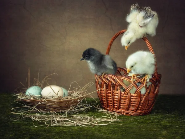 Ostereier Nest Und Neugeborene Küken — Stockfoto