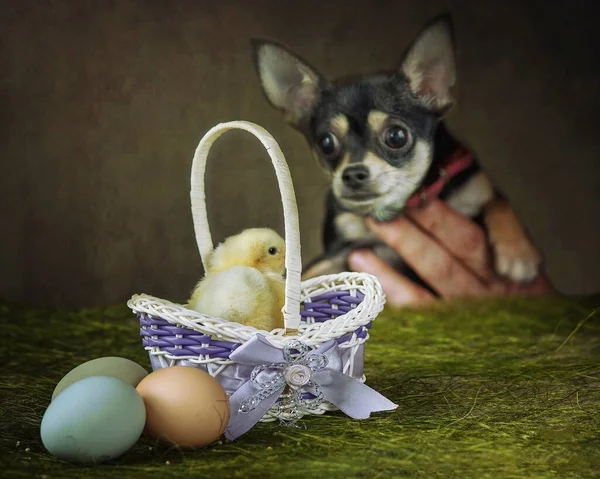 Chihuahua Hund Mit Osterküken Und Eiern Korb — Stockfoto