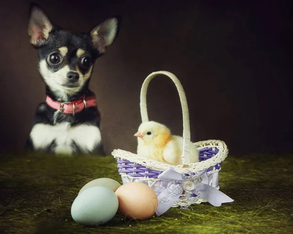 Chihuahua Hund Mit Osterküken Und Eiern Korb — Stockfoto