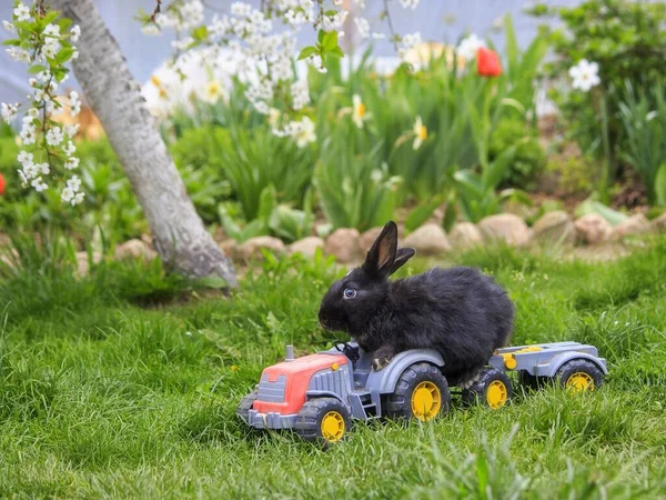 Osterhase Rasen Mit Grünem Gras — Stockfoto