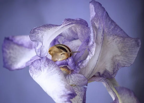 Μικρό Χαριτωμένο Σαλιγκάρι Μοβ Λουλούδια Ίριδας Closeup — Φωτογραφία Αρχείου