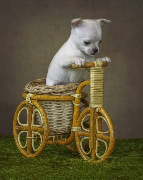 自転車の中の子犬Chihuahua犬の肖像 — ストック写真
