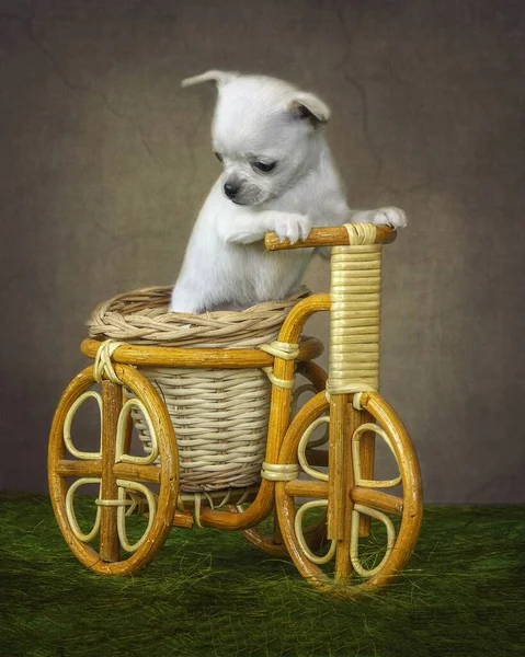 Portrait Von Welpen Chihuahua Hunden Fahrrad — Stockfoto