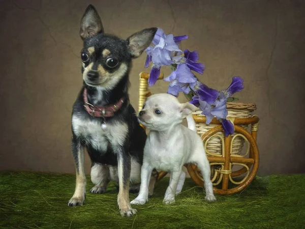 Porträt Von Mutter Und Sohn Chihuahua Hunde — Stockfoto