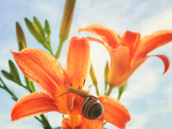 Μικρό Χαριτωμένο Σαλιγκάρι Την Ημέρα Λουλούδια Κρίνο Closeup — Φωτογραφία Αρχείου