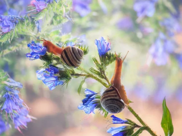 Δύο Μικρά Χαριτωμένα Σαλιγκάρια Λουλούδια Κοντά — Φωτογραφία Αρχείου