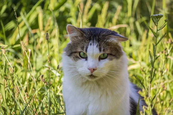 Porträtt Bedårande Tabby Katt Närbild — Stockfoto