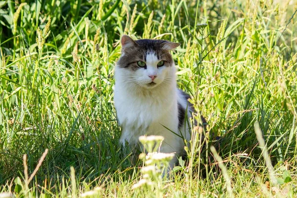 Портрет Чарівної Таббі Кішки Крупним Планом — стокове фото