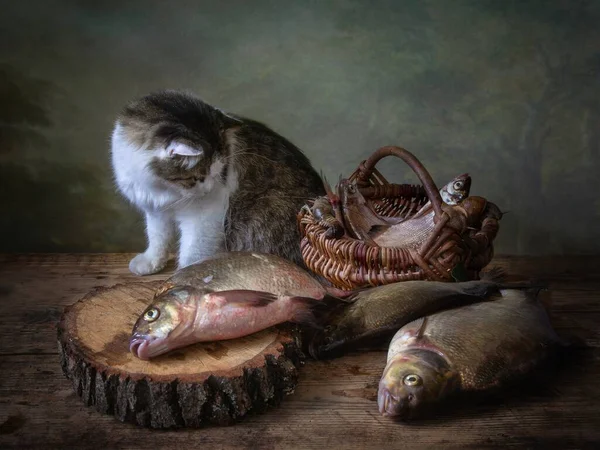 Martwa Natura Rybą Ciekawskim Kotem — Zdjęcie stockowe