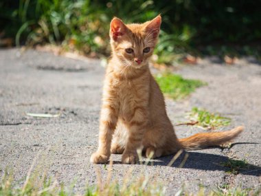 Sevimli kızıl kedicik parkta yürüyor.