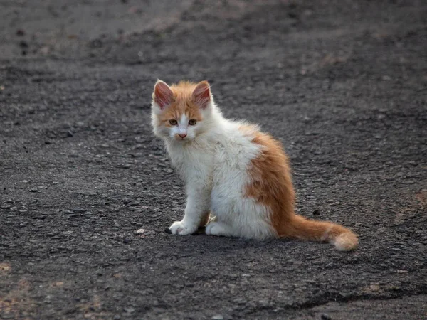 可愛い子猫さんが外を歩く — ストック写真