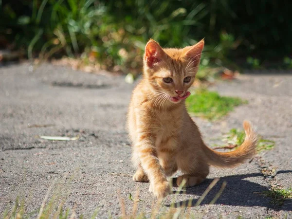 Прекрасный Рыжий Котёнок Гуляет Парку — стоковое фото