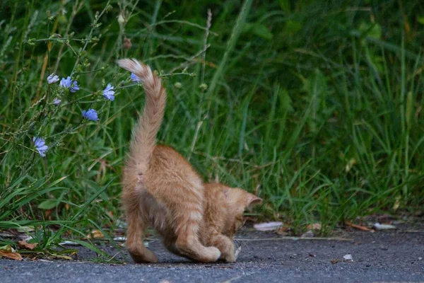 Adorable Ginger Kitten Walks Park — Stock Photo, Image