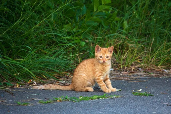 Прекрасный Рыжий Котёнок Гуляет Парку — стоковое фото