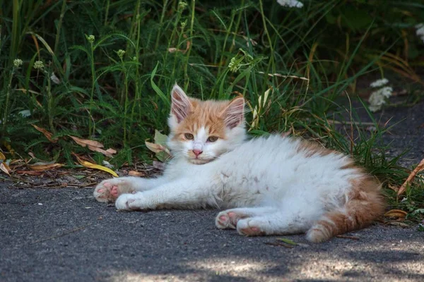 Pretty little kitty walking outdoor