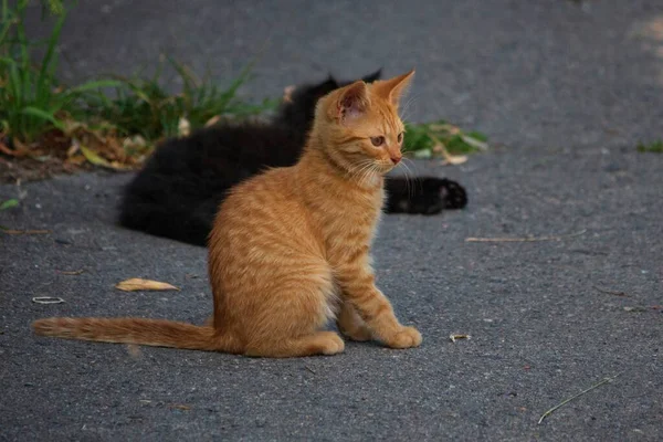 黒子猫の背景に地面に生姜子猫 — ストック写真