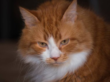  Evdeki güzel pofuduk kedi portresi.