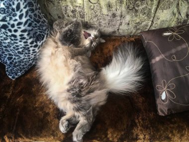 Güzel gri kedi portresi