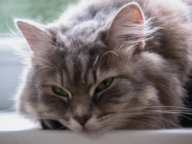 Yeşil gözlü güzel kedi portresi