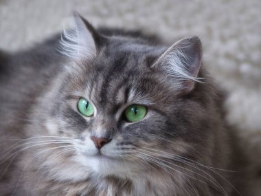 Gri sevimli kedi portresi