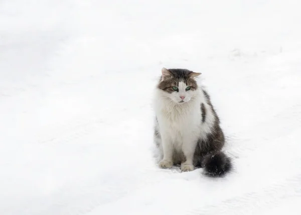 Entzückende Sibirische Katze Beim Schneewandern — Stockfoto