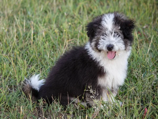 Bedårande Fluffig Valp Sommaren Promenad — Stockfoto