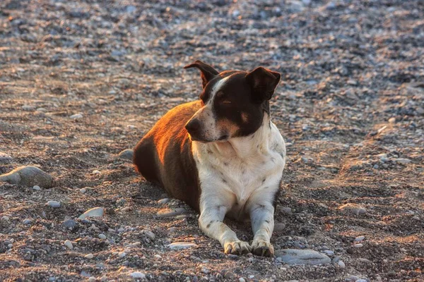 Εντοπίστηκε Σκύλος Νωρίς Πρωί Μια Παραλία Βότσαλα — Φωτογραφία Αρχείου