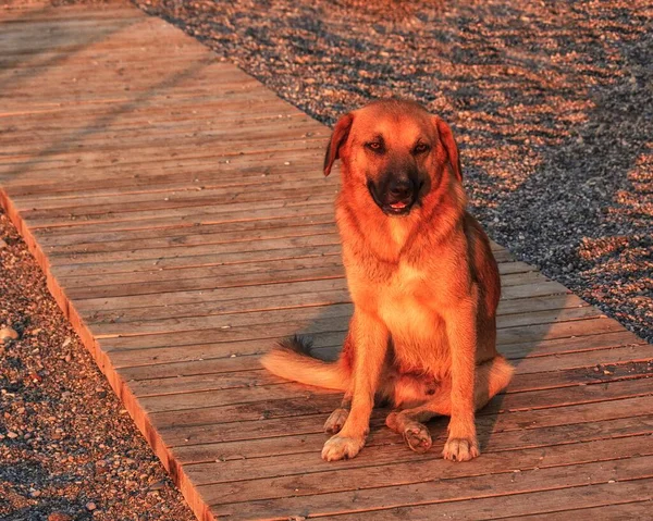 Cane Allo Zenzero Mattina Presto Una Spiaggia Ciottoli — Foto Stock