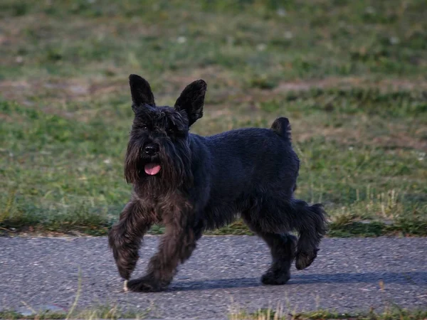 Czarny Pies Sznaucera Spacerze — Zdjęcie stockowe
