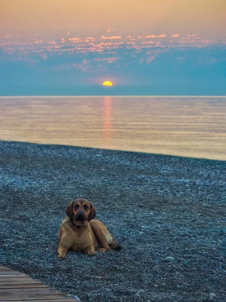 Perro Manchado Por Mañana Temprano Una Playa Guijarros —  Fotos de Stock