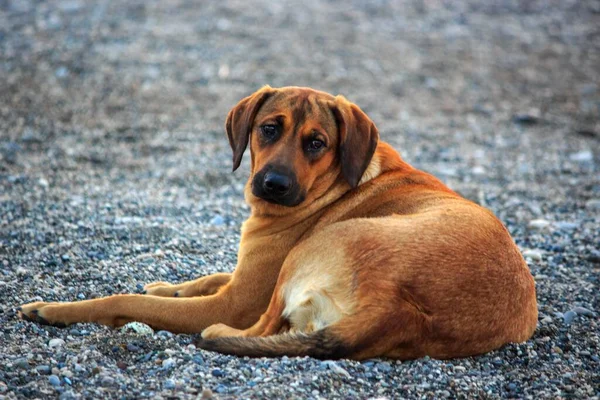 Rudy Pies Wczesnym Rankiem Żwirowej Plaży — Zdjęcie stockowe