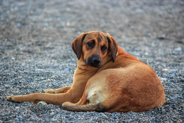 Chien Roux Tôt Matin Sur Une Plage Galets — Photo