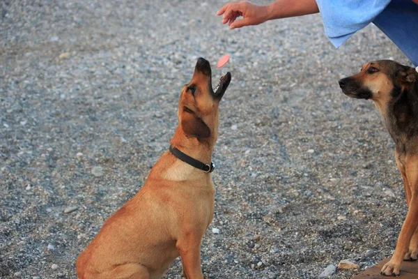 小石のビーチで早朝に生姜犬 — ストック写真