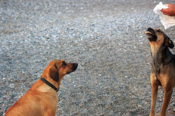 小石のビーチで早朝に生姜犬 — ストック写真