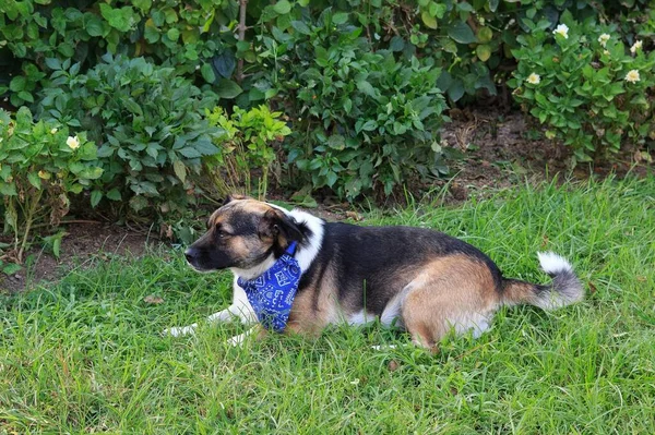 Pies Chustą Szyi Spoczywa Trawniku — Zdjęcie stockowe