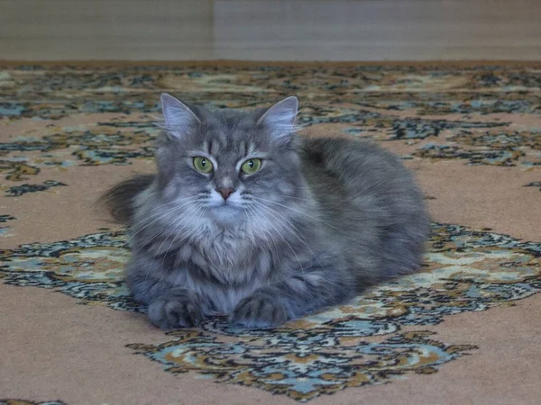 Portrait Gray Siberian Kitty — Stock Photo, Image