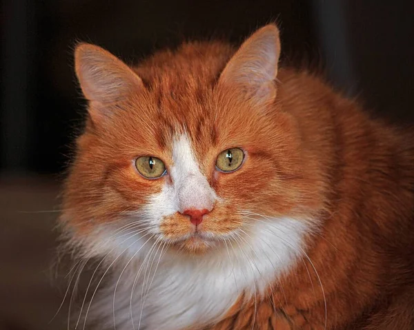 Retrato Hermoso Gato Esponjoso Casa —  Fotos de Stock