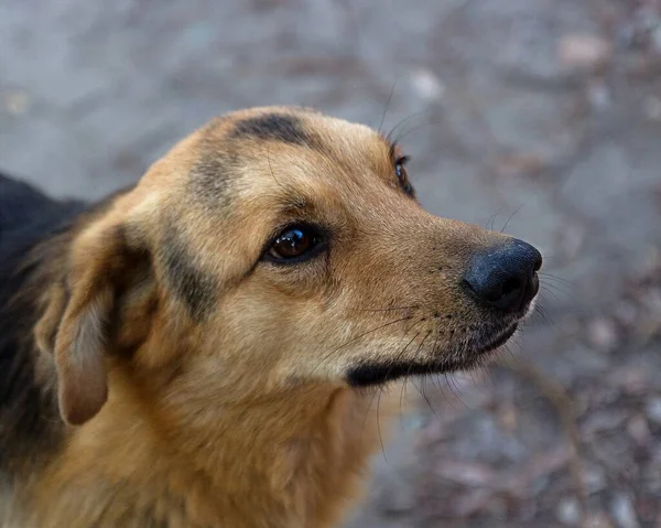 ホームレスの犬の肖像 — ストック写真