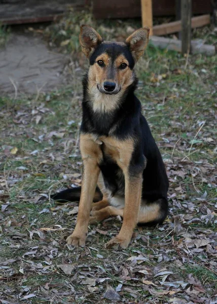 Porträtt Hemlös Ung Hund — Stockfoto