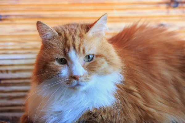 Retrato Hermoso Gato Esponjoso Casa —  Fotos de Stock