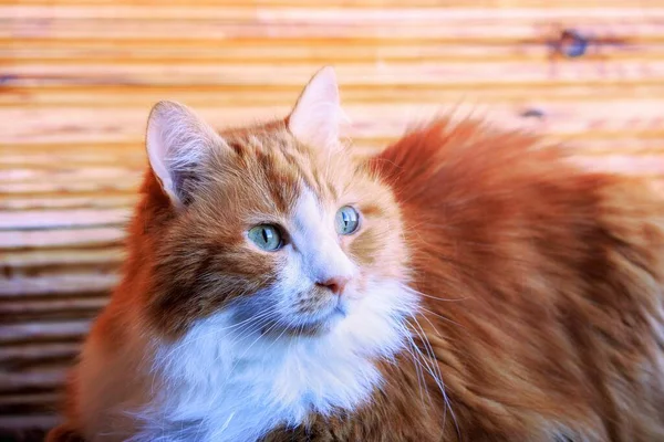 Retrato Hermoso Gato Esponjoso Casa —  Fotos de Stock