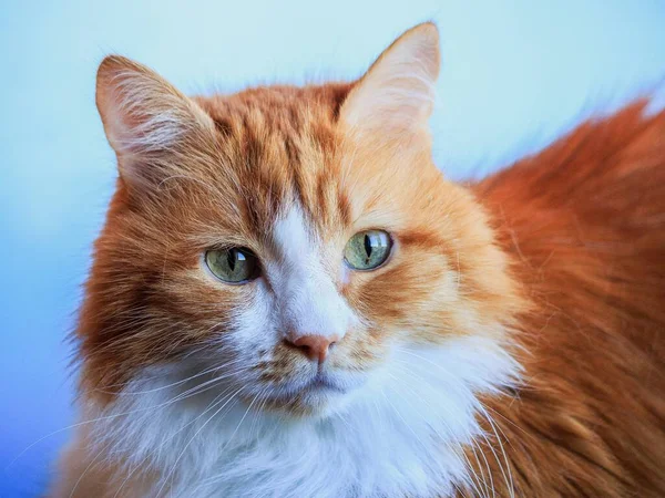 Πορτρέτο Της Όμορφης Αφράτης Γάτας Στο Σπίτι — Φωτογραφία Αρχείου