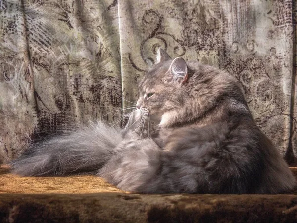 Junge Graue Miezekatze Spielt Auf Einem Sofa — Stockfoto