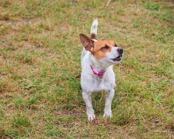 Jack Russell Szczeniak Terrier Trawniku — Zdjęcie stockowe