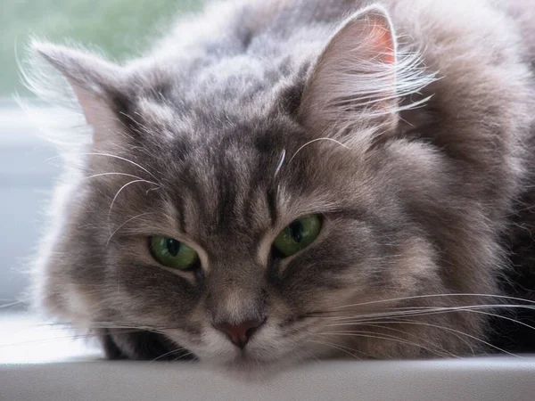 Retrato Gatito Hermoso Con Ojos Verdes — Foto de Stock