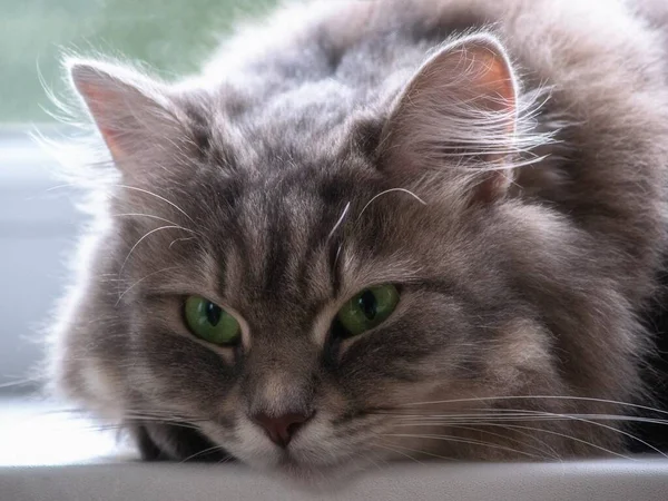 Yeşil Gözlü Güzel Kedi Portresi — Stok fotoğraf