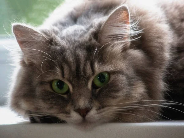 Retrato Gatito Hermoso Con Ojos Verdes —  Fotos de Stock