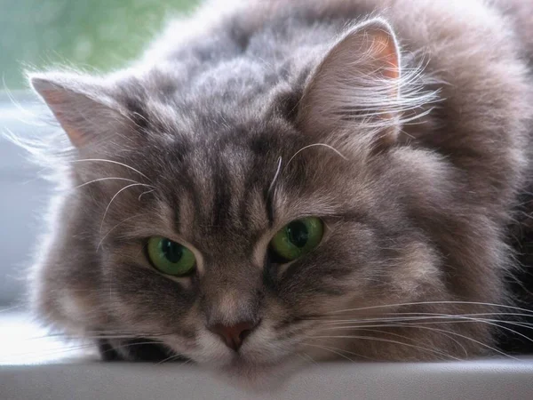 Portret Pięknej Kotki Zielonymi Oczami — Zdjęcie stockowe