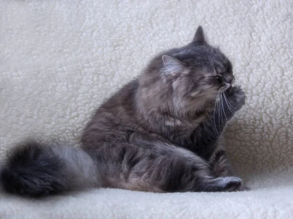 Retrato Gatito Gris Bonito — Foto de Stock