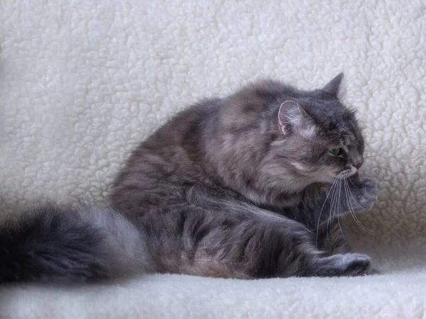 Retrato Gatito Gris Bonito — Foto de Stock